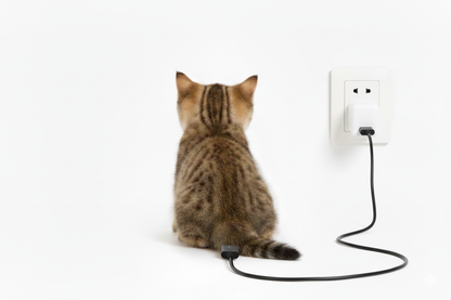 Future Animals-The cat